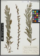 Foto von Salix repens L. x Salix viminalis L.